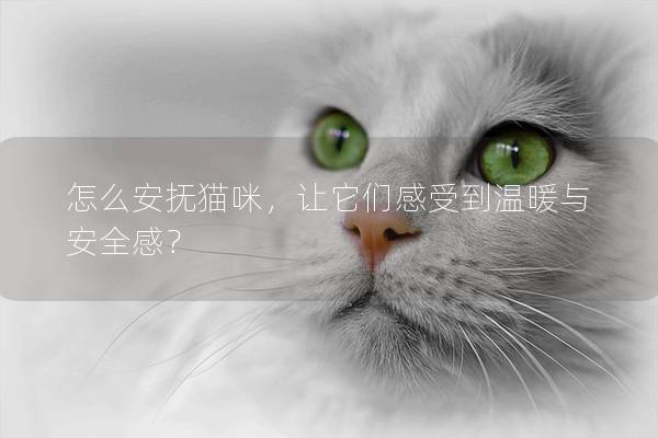 怎么安抚猫咪，让它们感受到温暖与安全感？