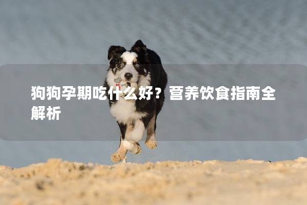 狗狗孕期吃什么好？营养饮食指南全解析