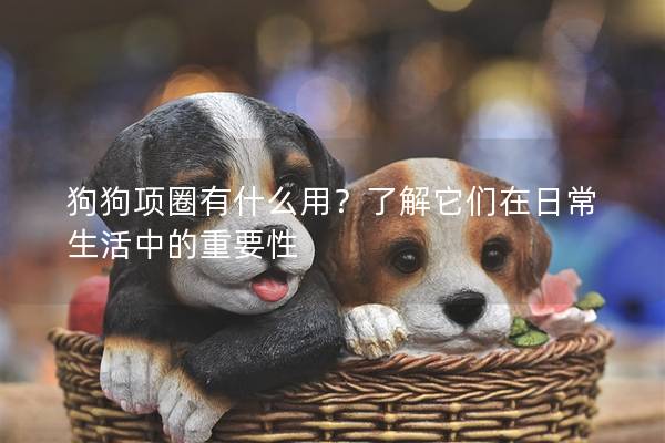 狗狗项圈有什么用？了解它们在日常生活中的重要性