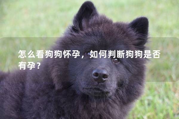 怎么看狗狗怀孕，如何判断狗狗是否有孕？