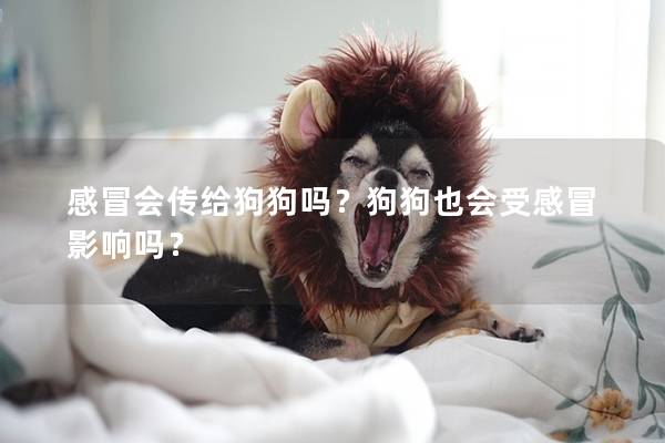 感冒会传给狗狗吗？狗狗也会受感冒影响吗？