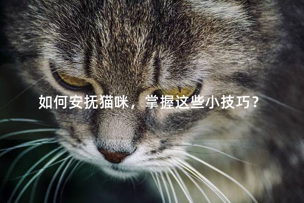 如何安抚猫咪，掌握这些小技巧？