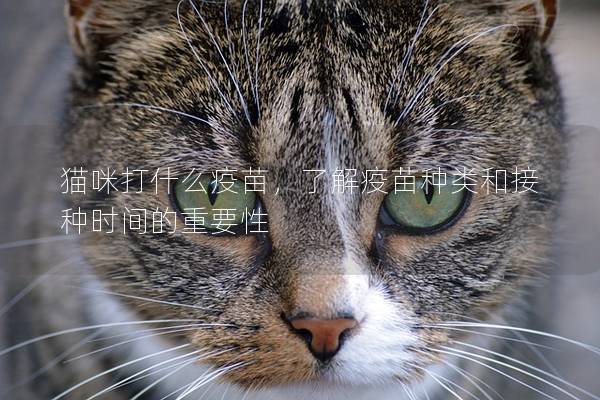 猫咪打什么疫苗，了解疫苗种类和接种时间的重要性