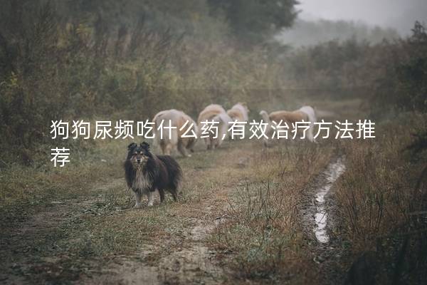 狗狗尿频吃什么药,有效治疗方法推荐