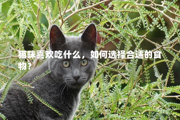 猫咪喜欢吃什么，如何选择合适的食物？