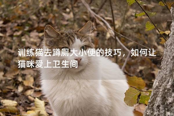 训练猫去蹲厕大小便的技巧，如何让猫咪爱上卫生间