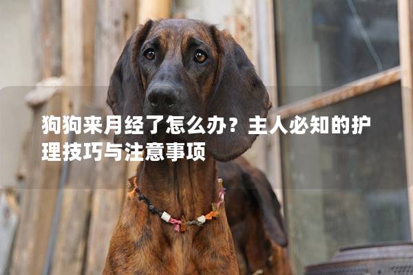 狗狗来月经了怎么办？主人必知的护理技巧与注意事项