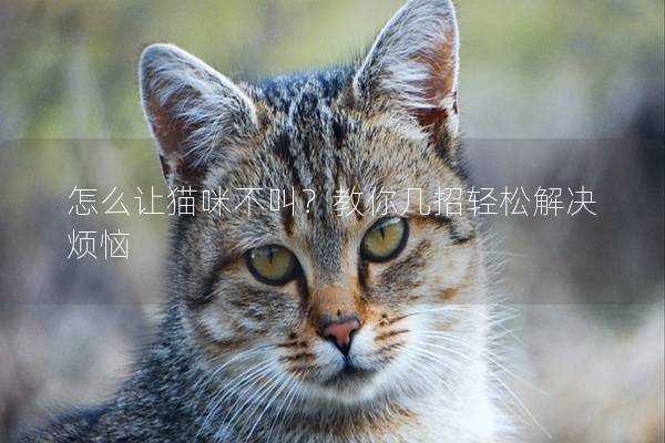 怎么让猫咪不叫？教你几招轻松解决烦恼