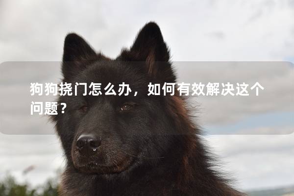 狗狗挠门怎么办，如何有效解决这个问题？
