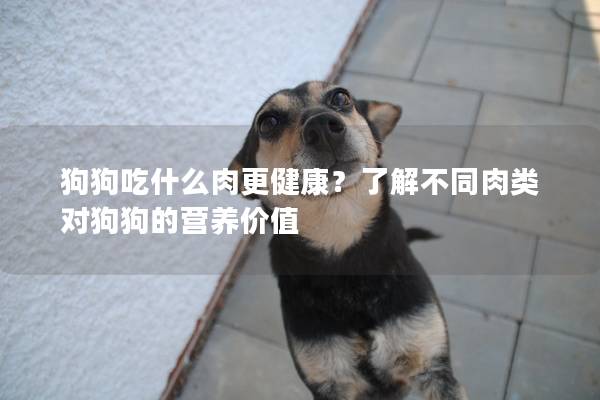 狗狗吃什么肉更健康？了解不同肉类对狗狗的营养价值