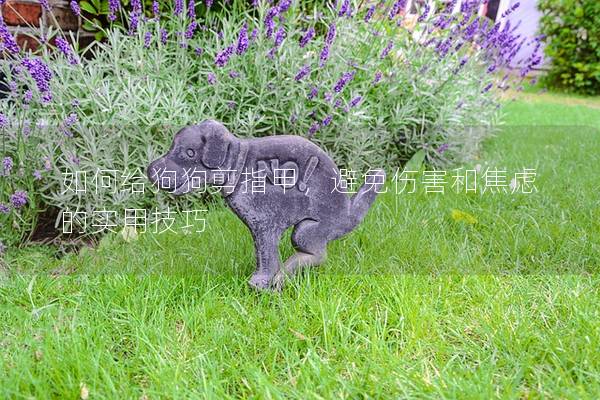 如何给狗狗剪指甲，避免伤害和焦虑的实用技巧