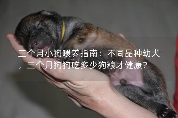 三个月小狗喂养指南：不同品种幼犬，三个月狗狗吃多少狗粮才健康？