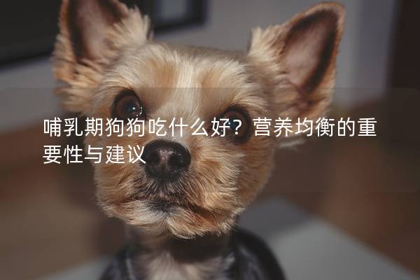 哺乳期狗狗吃什么好？营养均衡的重要性与建议