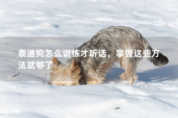 泰迪狗怎么训练才听话，掌握这些方法就够了