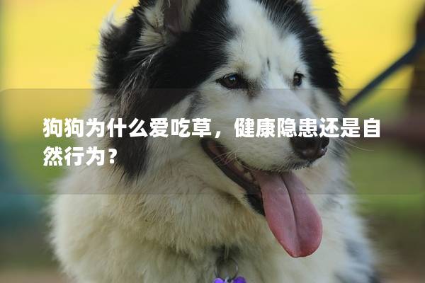 狗狗为什么爱吃草，健康隐患还是自然行为？
