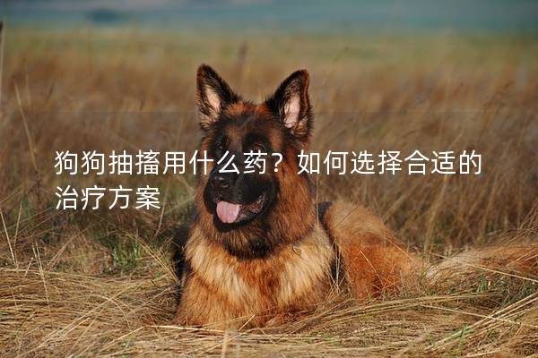 狗狗抽搐用什么药？如何选择合适的治疗方案