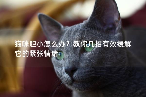 猫咪胆小怎么办？教你几招有效缓解它的紧张情绪