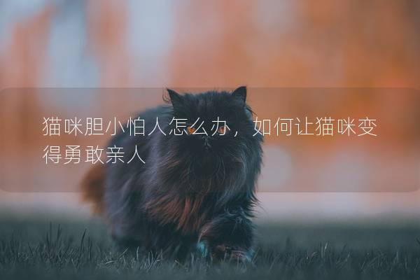 猫咪胆小怕人怎么办，如何让猫咪变得勇敢亲人