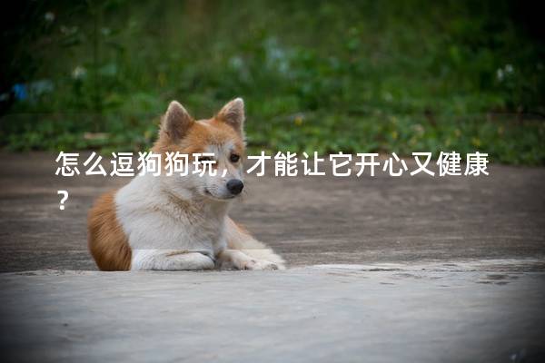 怎么逗狗狗玩，才能让它开心又健康？