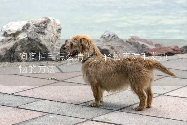 狗狗掉毛怎么清理，轻松应对毛发烦恼的方法