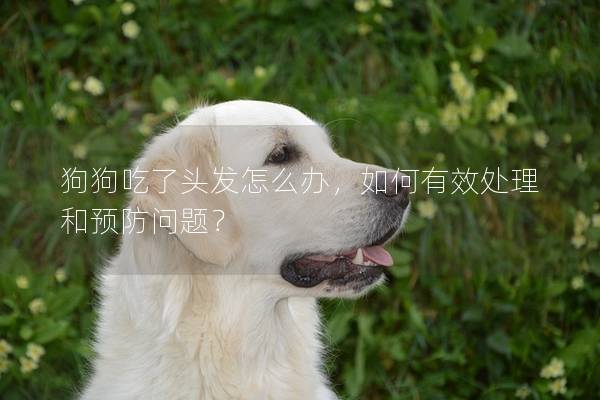 狗狗吃了头发怎么办，如何有效处理和预防问题？