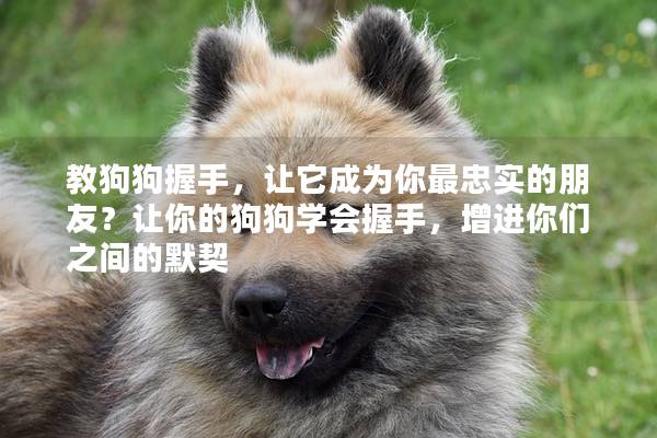 教狗狗握手，让它成为你最忠实的朋友？让你的狗狗学会握手，增进你们之间的默契