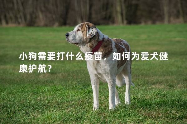 小狗需要打什么疫苗，如何为爱犬健康护航？