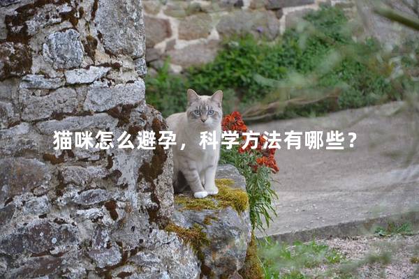 猫咪怎么避孕，科学方法有哪些？