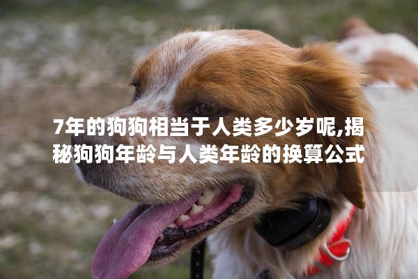 7年的狗狗相当于人类多少岁呢,揭秘狗狗年龄与人类年龄的换算公式
