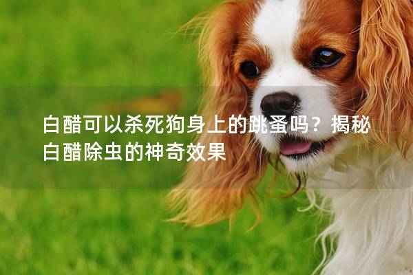 白醋可以杀死狗身上的跳蚤吗？揭秘白醋除虫的神奇效果