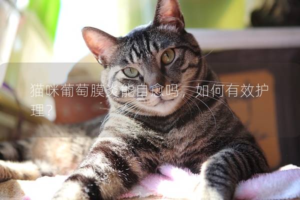猫咪葡萄膜炎能自愈吗，如何有效护理？