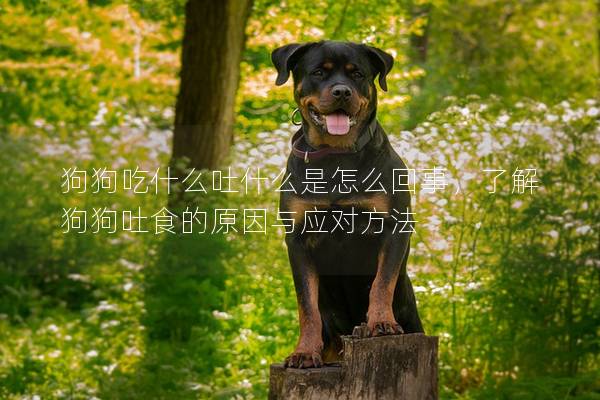 狗狗吃什么吐什么是怎么回事，了解狗狗吐食的原因与应对方法