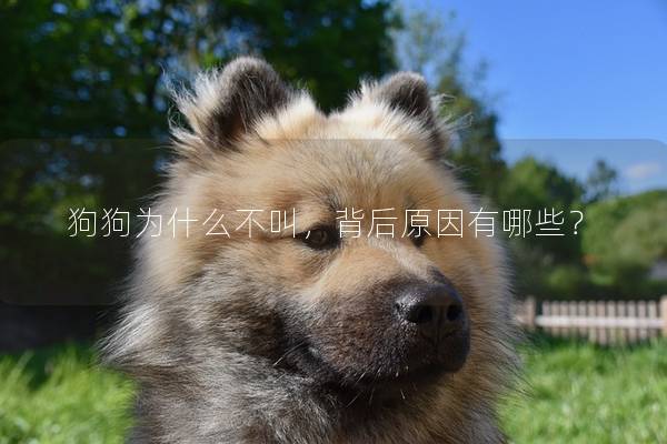 狗狗为什么不叫，背后原因有哪些？