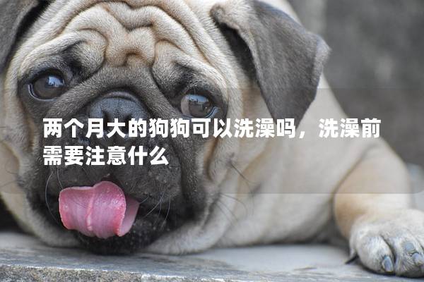 两个月大的狗狗可以洗澡吗，洗澡前需要注意什么