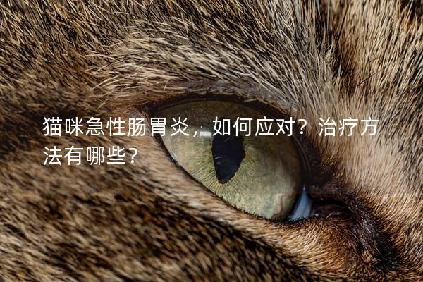 猫咪急性肠胃炎，如何应对？治疗方法有哪些？