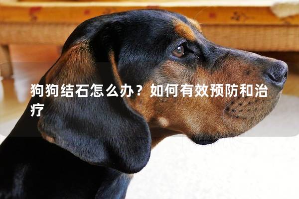 狗狗结石怎么办？如何有效预防和治疗