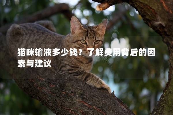 猫咪输液多少钱？了解费用背后的因素与建议