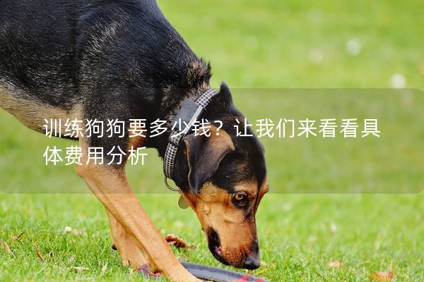 训练狗狗要多少钱？让我们来看看具体费用分析
