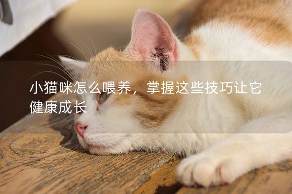 小猫咪怎么喂养，掌握这些技巧让它健康成长