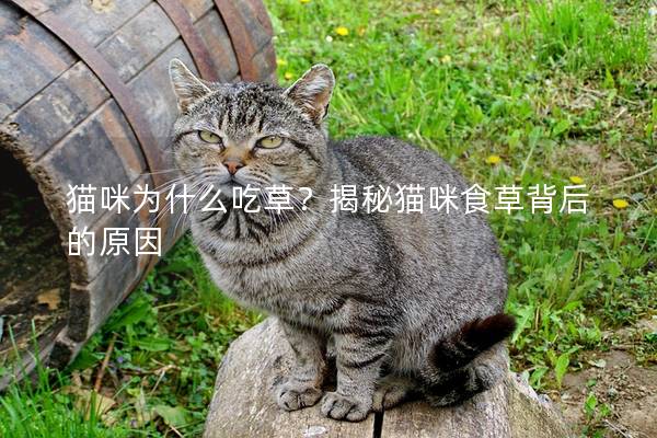猫咪为什么吃草？揭秘猫咪食草背后的原因