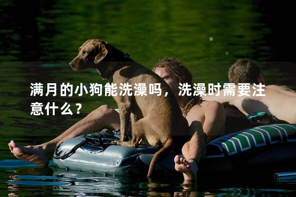满月的小狗能洗澡吗，洗澡时需要注意什么？