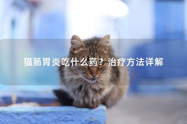 猫肠胃炎吃什么药？治疗方法详解