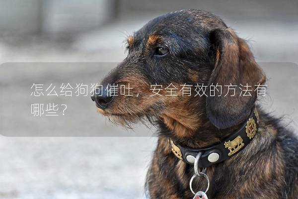 怎么给狗狗催吐，安全有效的方法有哪些？