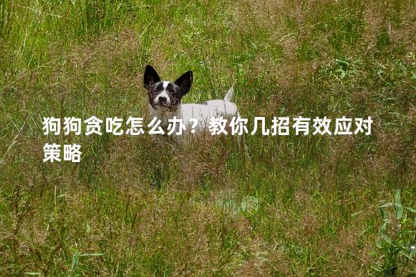 狗狗贪吃怎么办？教你几招有效应对策略