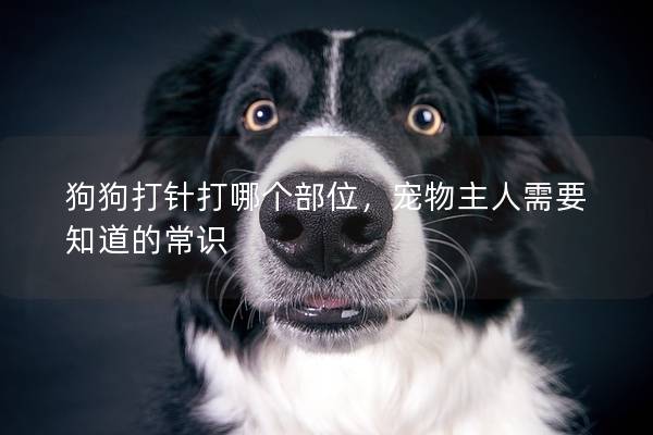 狗狗打针打哪个部位，宠物主人需要知道的常识