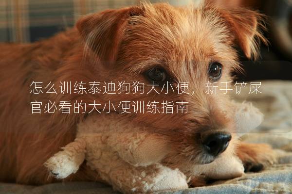 怎么训练泰迪狗狗大小便，新手铲屎官必看的大小便训练指南
