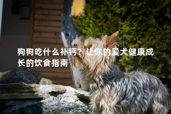 狗狗吃什么补钙？让你的爱犬健康成长的饮食指南