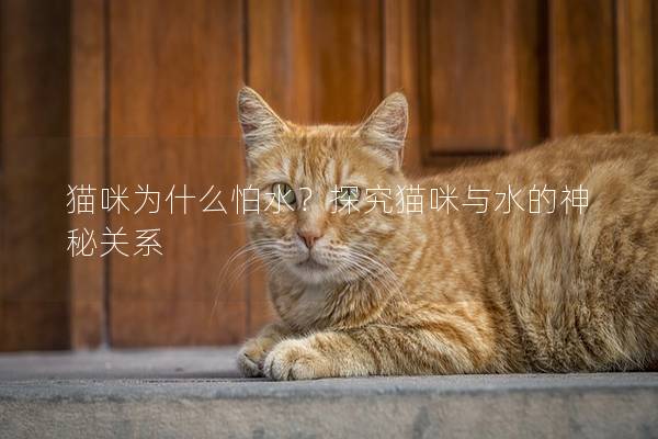 猫咪为什么怕水？探究猫咪与水的神秘关系
