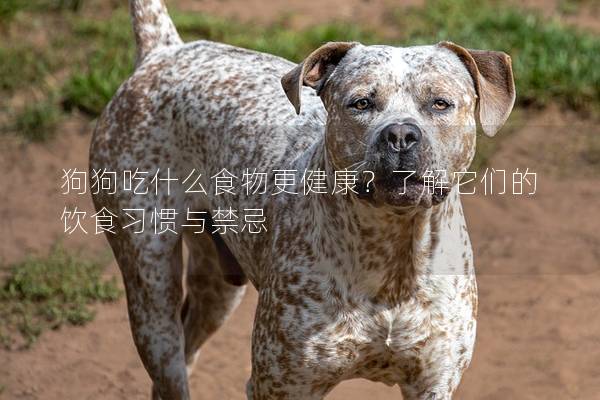 狗狗吃什么食物更健康？了解它们的饮食习惯与禁忌