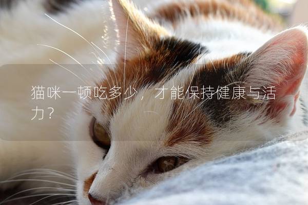 猫咪一顿吃多少，才能保持健康与活力？